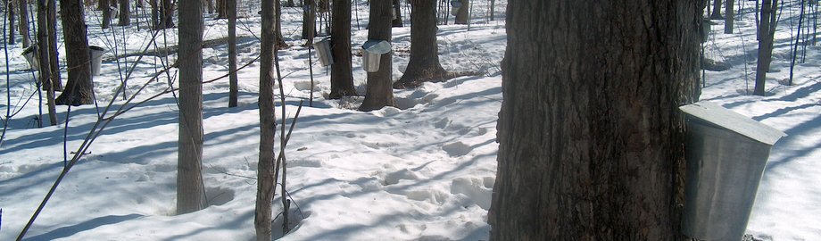 Come see the maple sugar trees at the shack à la Feuille d'Érable, near Montreal
